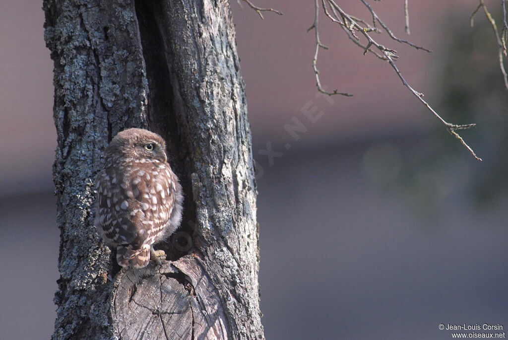 Little Owl