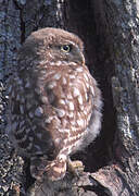 Little Owl