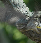 Little Owl