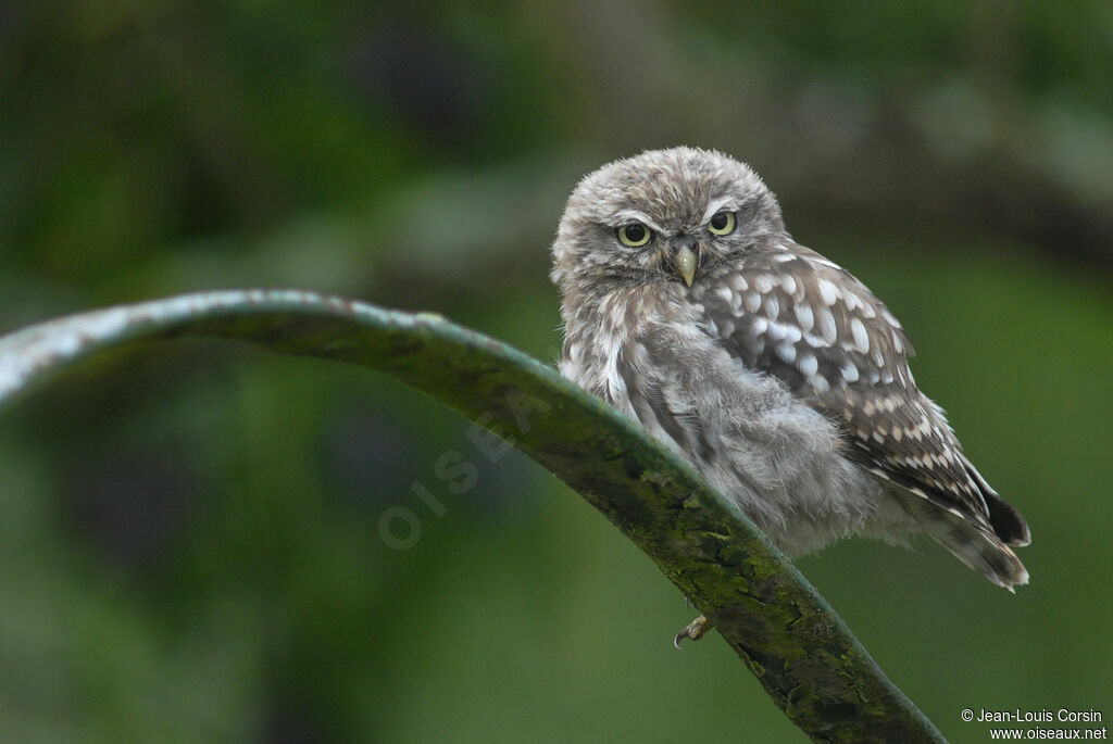 Little Owl