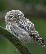 Little Owl