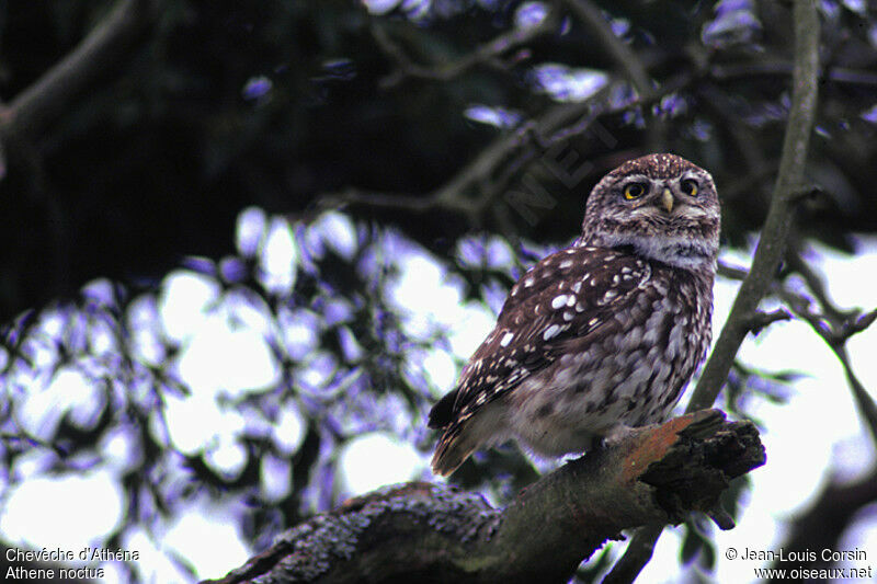 Little Owl