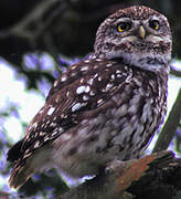 Little Owl