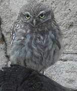 Little Owl