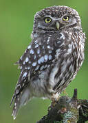 Little Owl