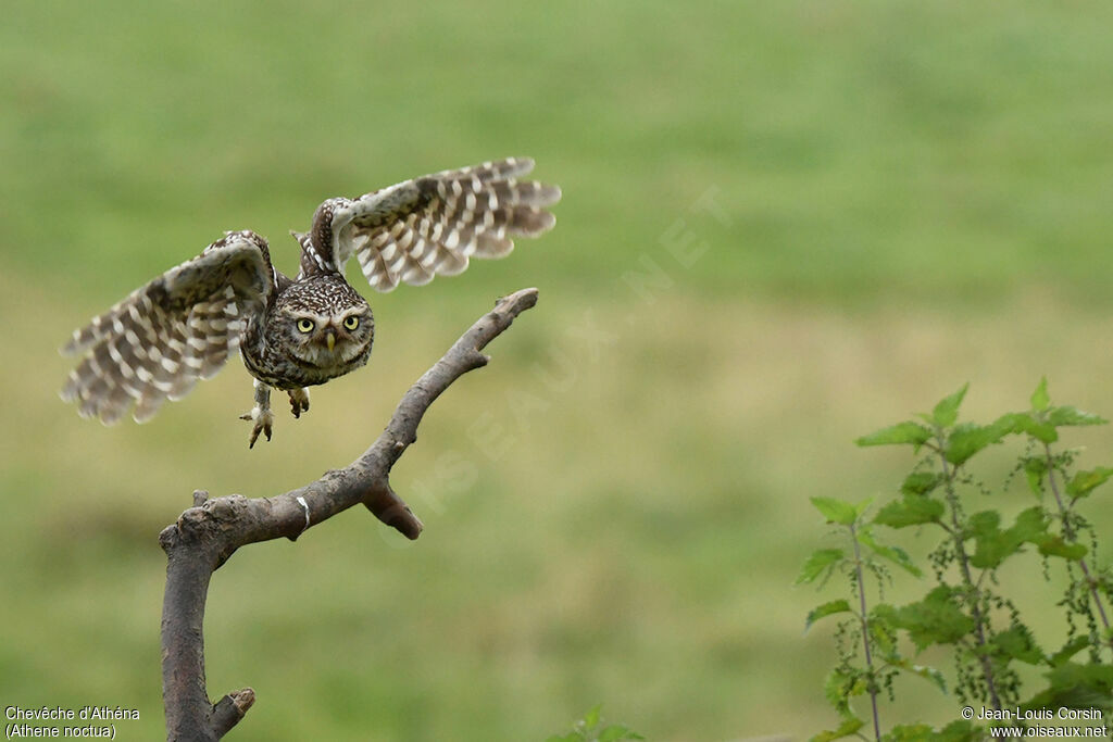 Little Owl