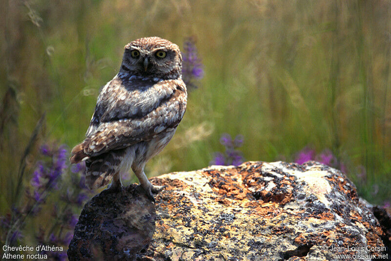 Little Owl