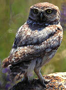 Little Owl