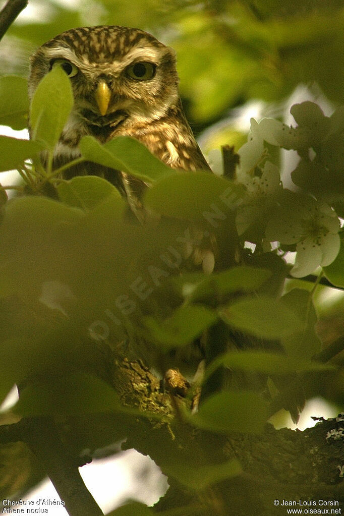 Little Owl