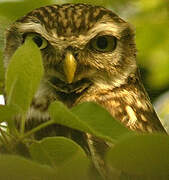 Little Owl