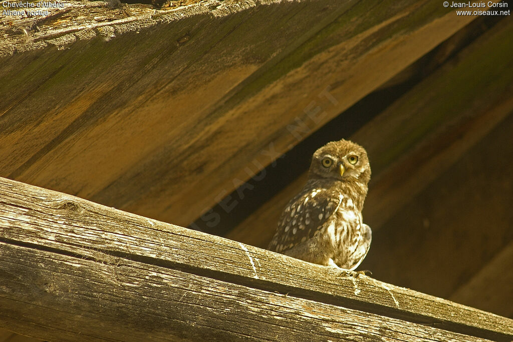 Little Owl