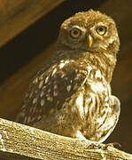 Little Owl