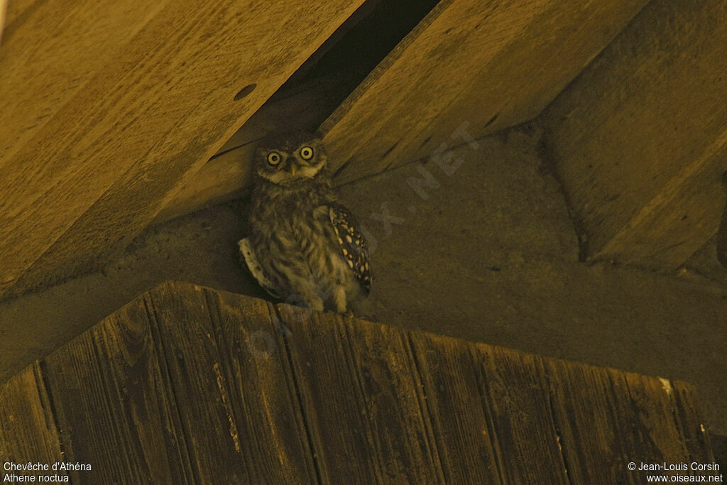 Little Owl