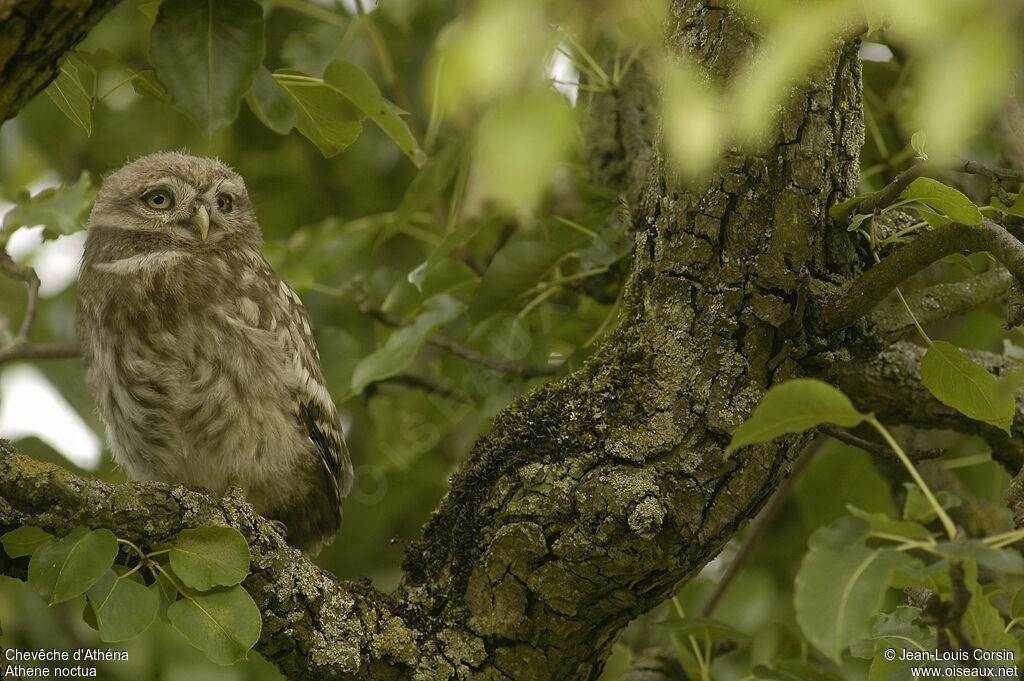 Little Owl