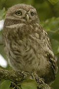 Little Owl