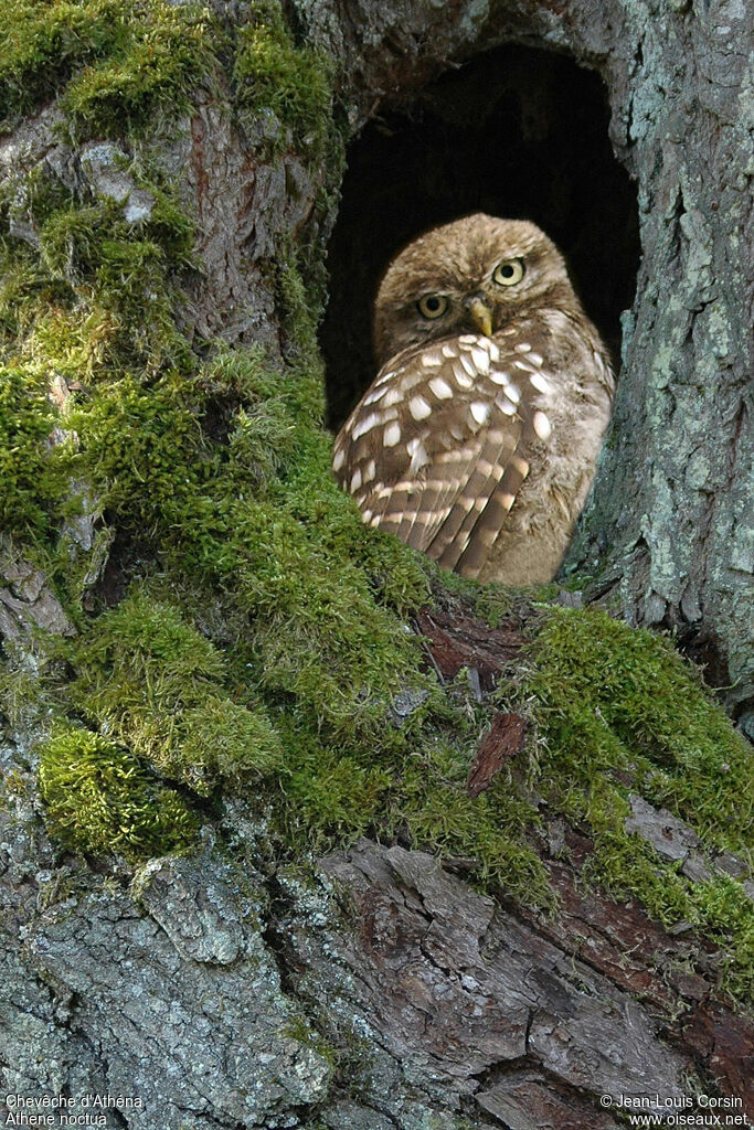 Little Owl