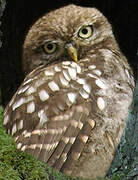 Little Owl