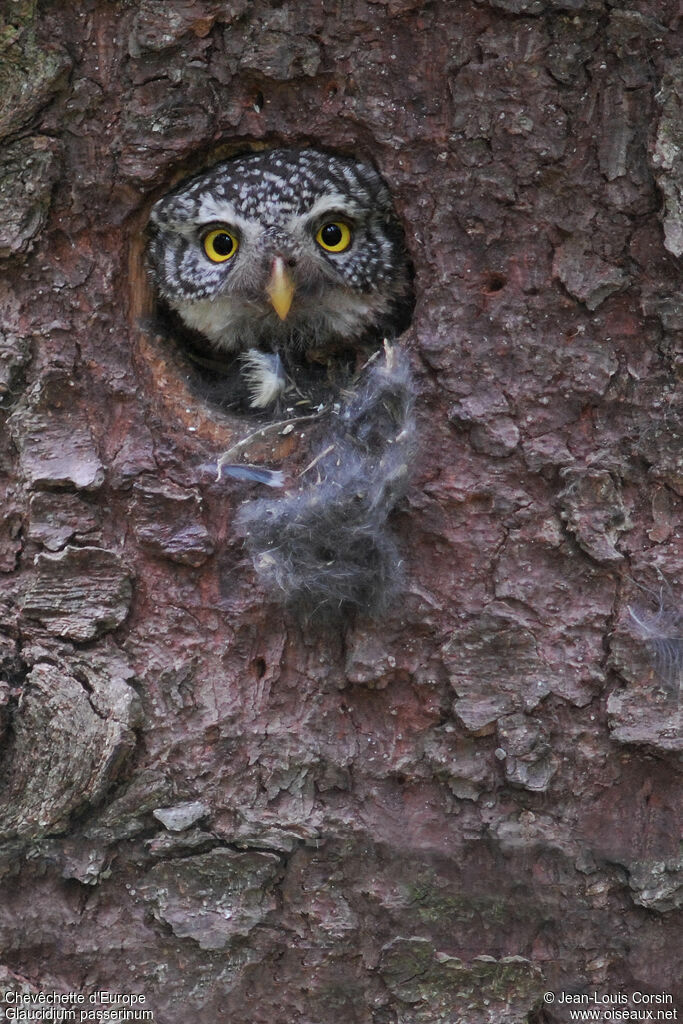 Eurasian Pygmy Owl