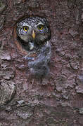 Eurasian Pygmy Owl