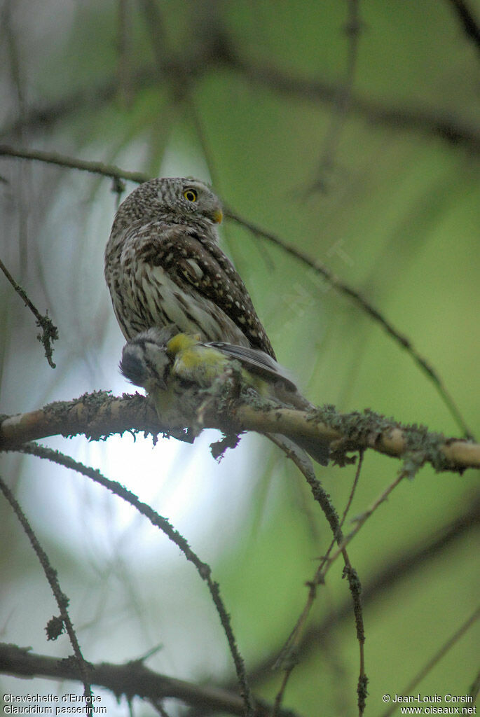 Eurasian Pygmy Owl