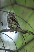 Eurasian Pygmy Owl