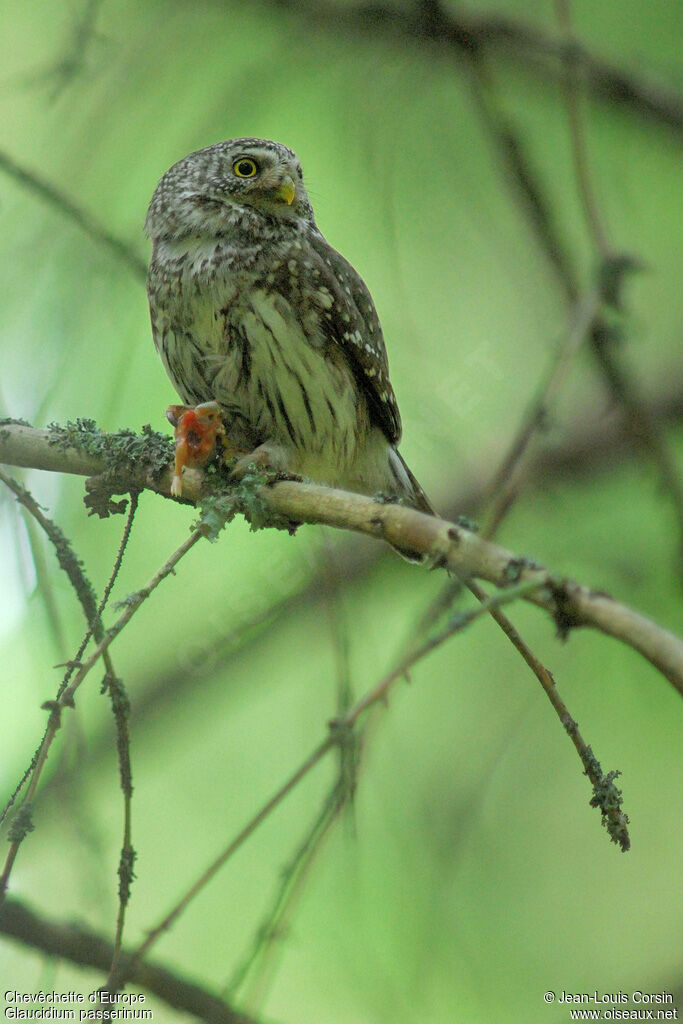 Eurasian Pygmy Owl