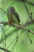 Eurasian Pygmy Owl