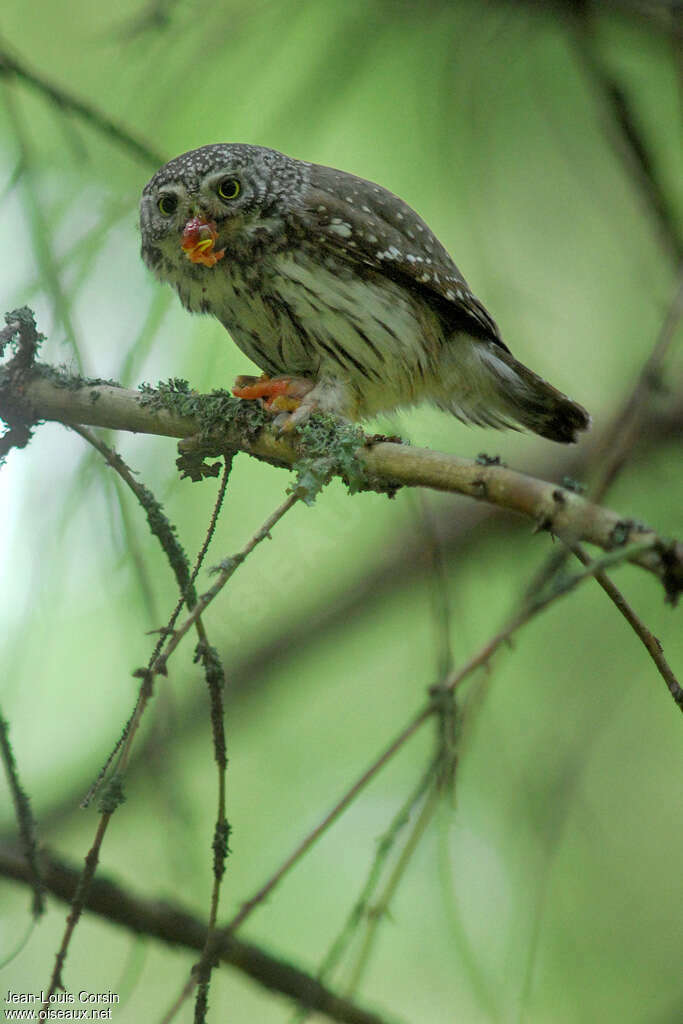 Eurasian Pygmy Owladult, feeding habits, fishing/hunting, eats