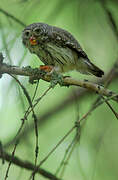 Eurasian Pygmy Owl