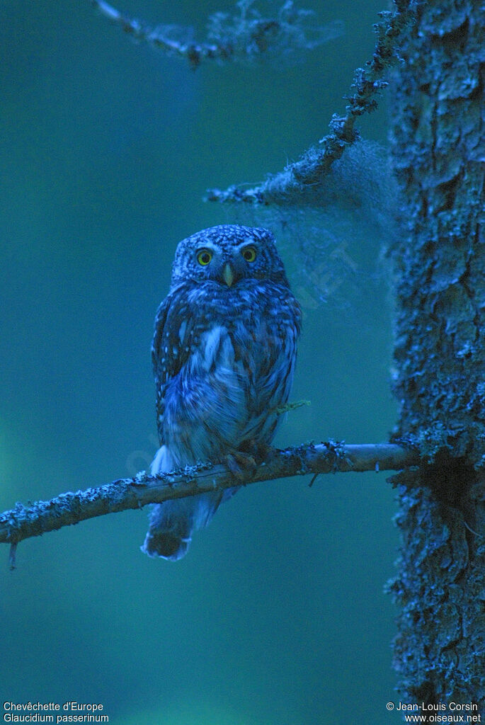 Eurasian Pygmy Owl