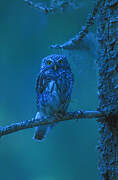 Eurasian Pygmy Owl