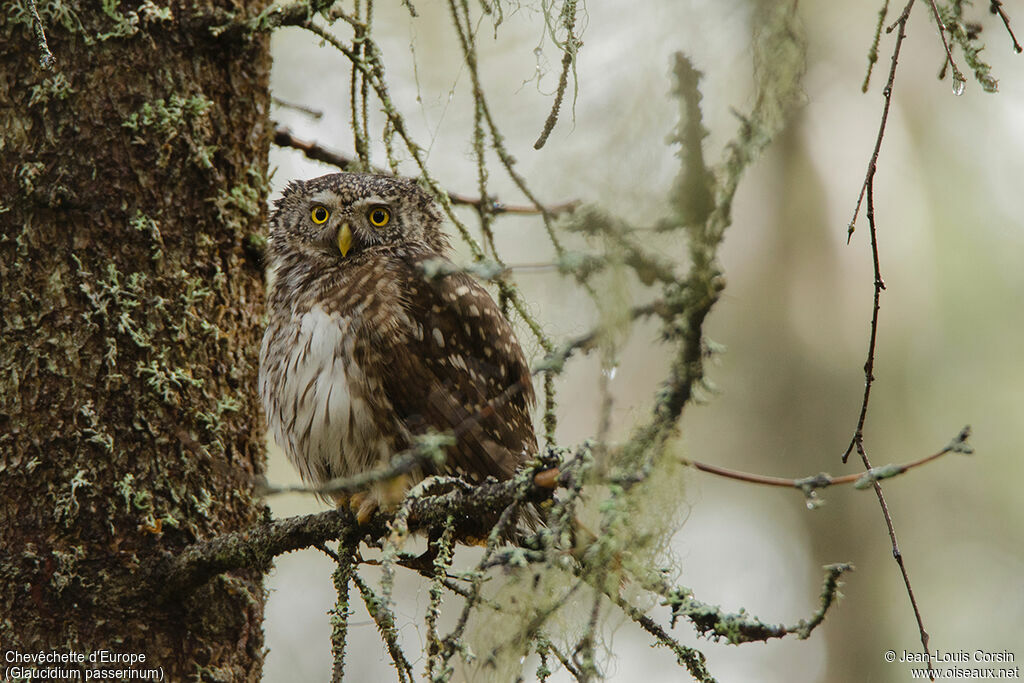 Eurasian Pygmy Owl