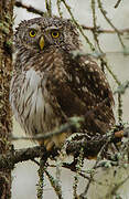 Eurasian Pygmy Owl