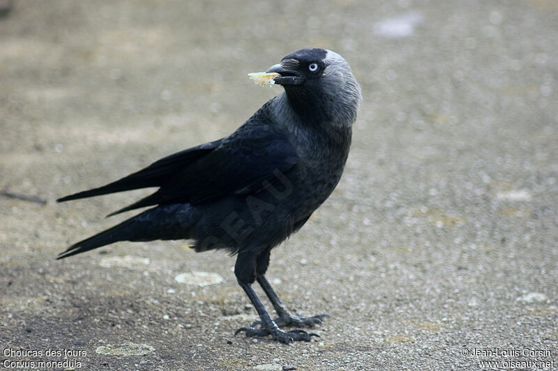 Western Jackdaw