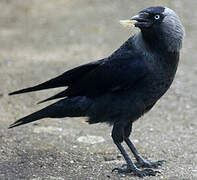 Western Jackdaw