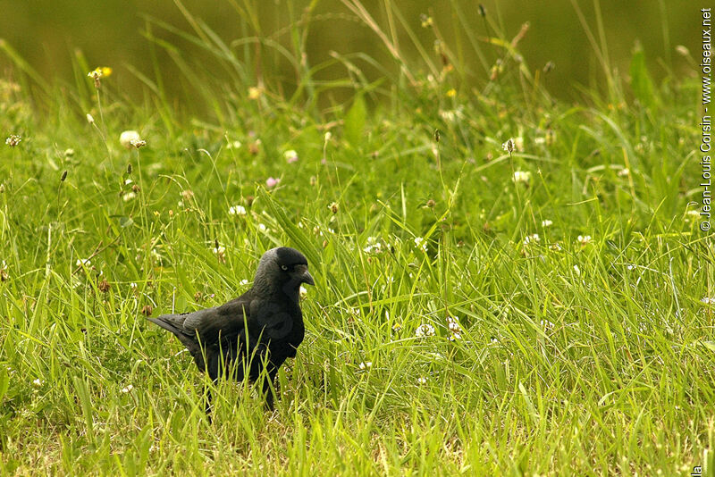 Western Jackdaw