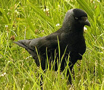 Western Jackdaw