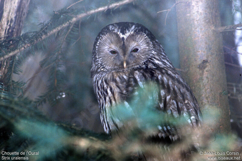 Ural Owl