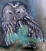 Ural Owl