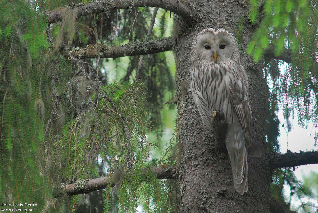 Ural Owladult, identification