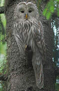 Ural Owl