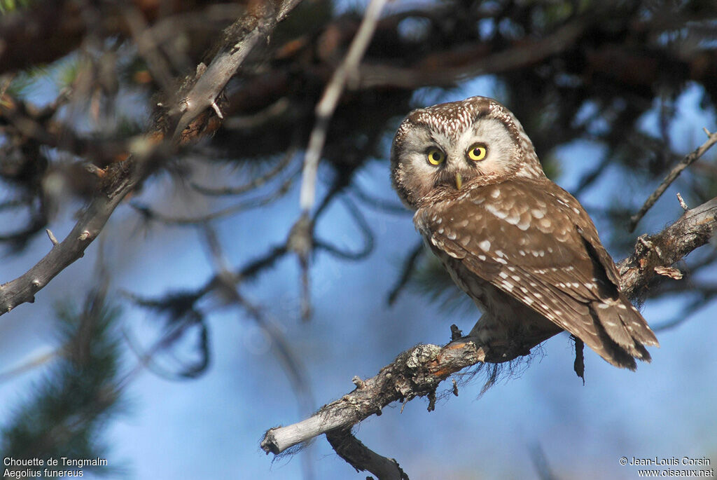 Boreal Owl