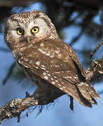 Boreal Owl