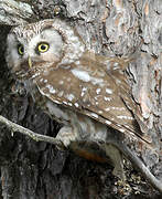 Boreal Owl