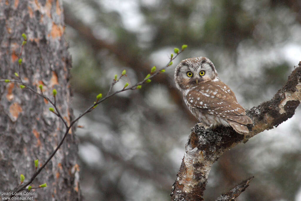 Boreal Owladult, identification