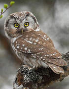 Boreal Owl