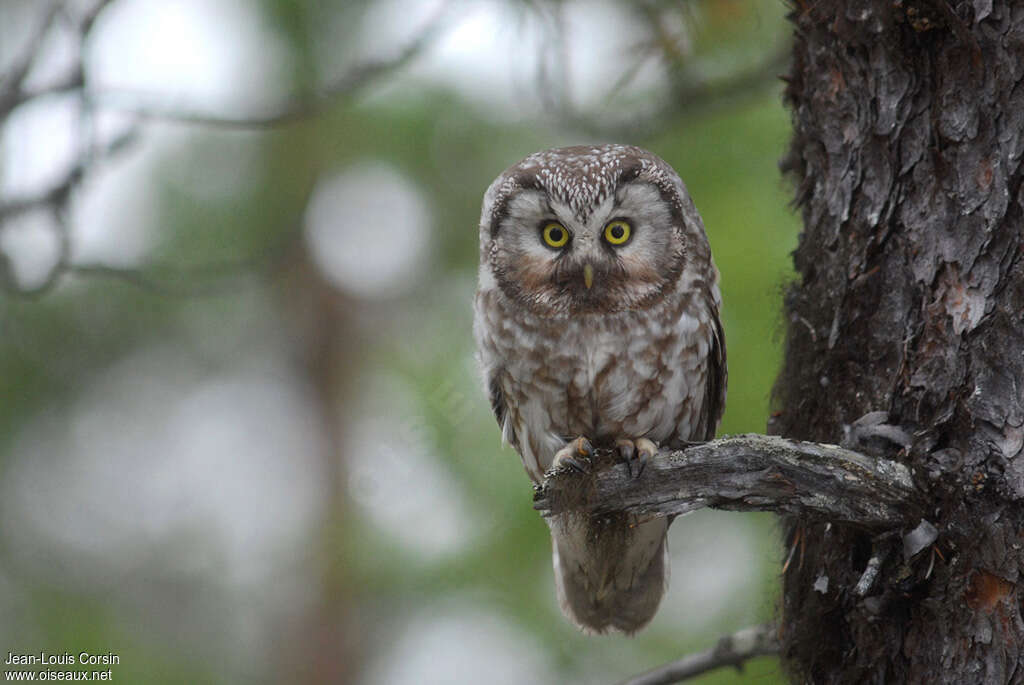 Boreal Owladult, identification