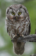 Boreal Owl