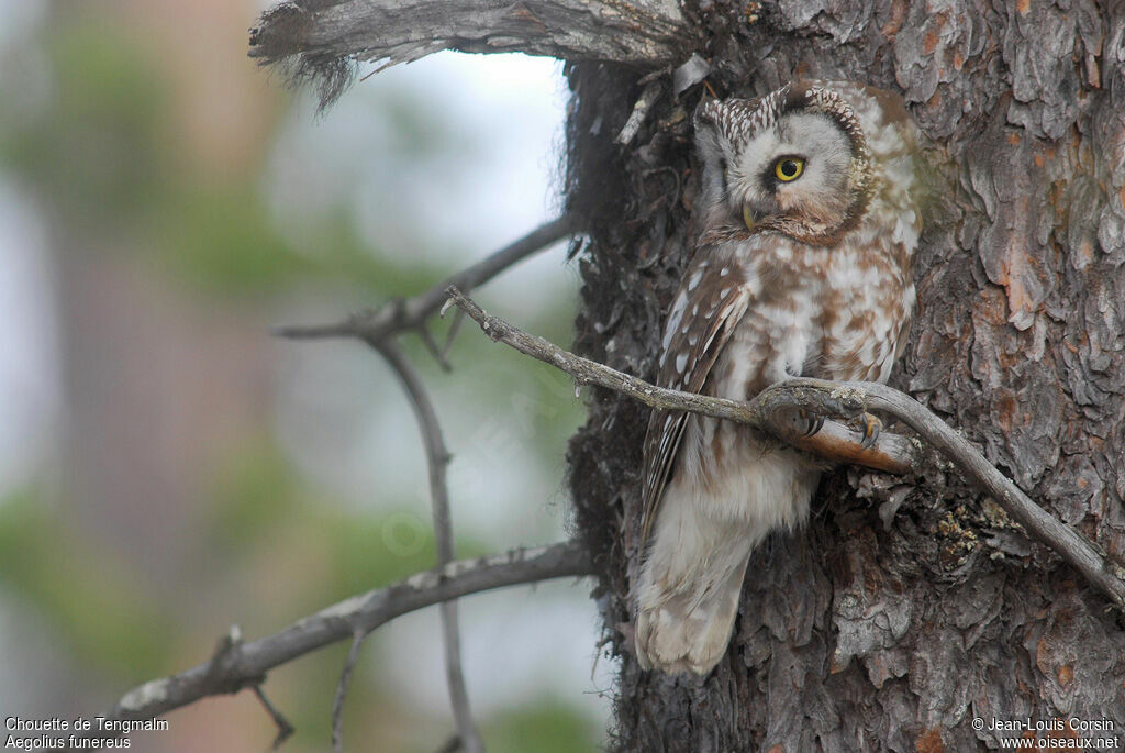 Boreal Owl