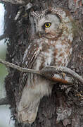 Boreal Owl